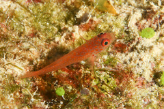 Trimma macrophthalmus