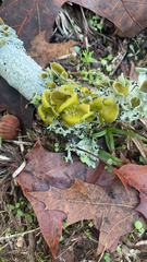 Parmotrema perforatum