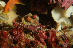 Rhynchocinetes durbanensis