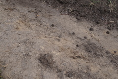 Lacerta agilis exigua