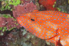 Cephalopholis miniata