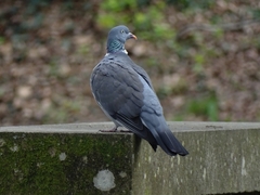 Columba palumbus