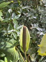 Anthurium monteverdense