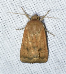 Noctua interjecta