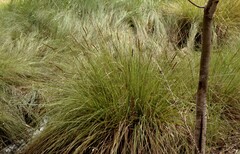 Carex appressa