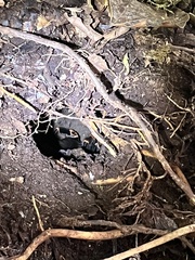 Megaphobema mesomelas