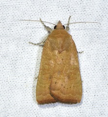 Noctua interjecta