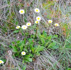 Bellis sylvestris