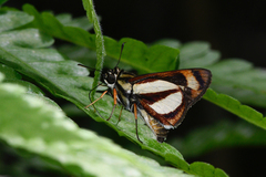 Propertius propertius