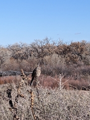 Toxostoma curvirostre