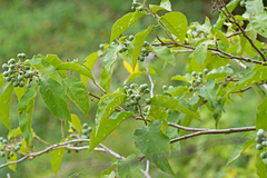 Solanum scuticum