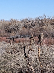 Toxostoma curvirostre