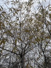 Salix lasiandra