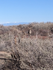 Toxostoma curvirostre