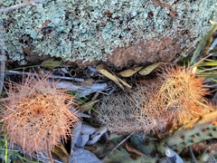 Echinocereus reichenbachii baileyi