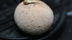 Disholcaspis cinerosa