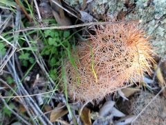 Echinocereus reichenbachii baileyi