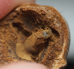 Disholcaspis cinerosa