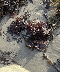 Chondrus crispus
