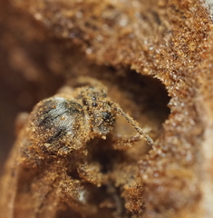 Disholcaspis cinerosa