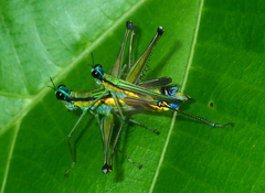 Eumastax