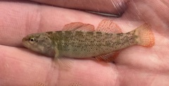 Etheostoma grahami