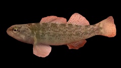 Etheostoma grahami