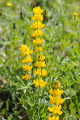 Lupinus luteus