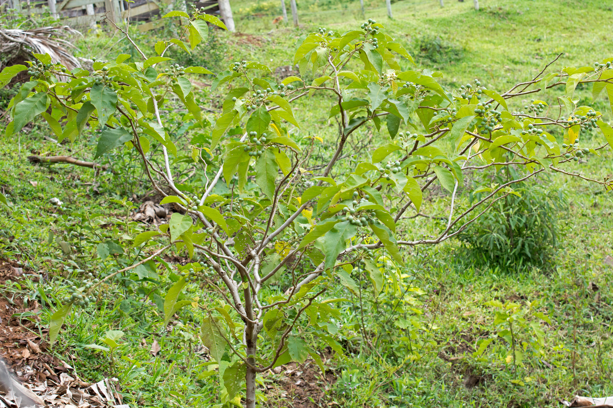 Imagem de Tomatinho-do-mato