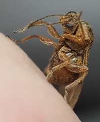 Disholcaspis cinerosa