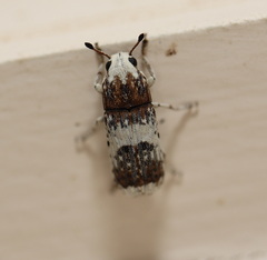 Ozotomerus bipunctatus