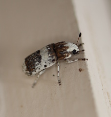 Ozotomerus bipunctatus