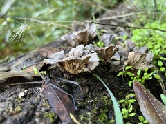 Schizophyllum