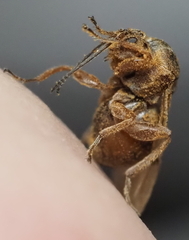 Disholcaspis cinerosa