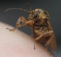 Disholcaspis cinerosa