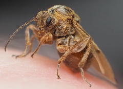 Disholcaspis cinerosa