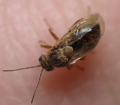Disholcaspis cinerosa