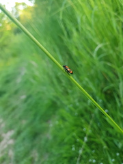 Cercopis vulnerata