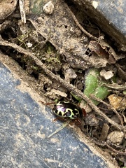 Zygogramma violaceomaculata