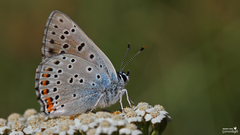 Lycaena alciphron