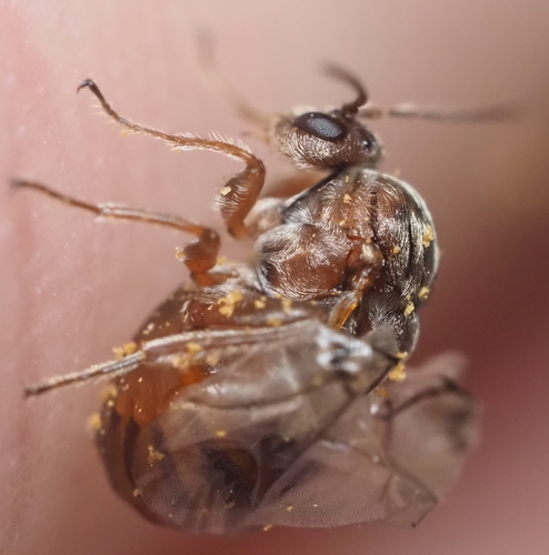 Disholcaspis cinerosa