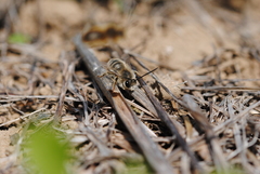 Eucera