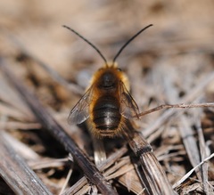 Eucera
