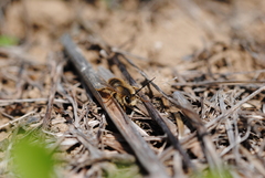 Eucera