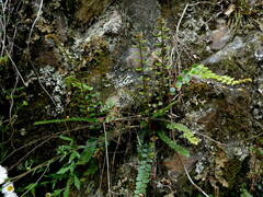 Pellaea calidirupium