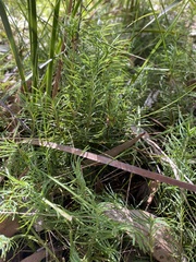 Lomandra obliqua