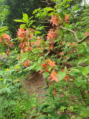 Rhododendron calendulaceum