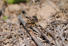 Eucera