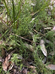 Lomandra obliqua