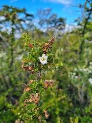 Escallonia virgata